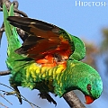 Scaly-breasted Lorikeet on Casuarina<br />Canon EOS 7D + EF400 F5.6L